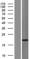 SSX4 Protein (Over-Expression Lysate Myc-DDK (Flag))