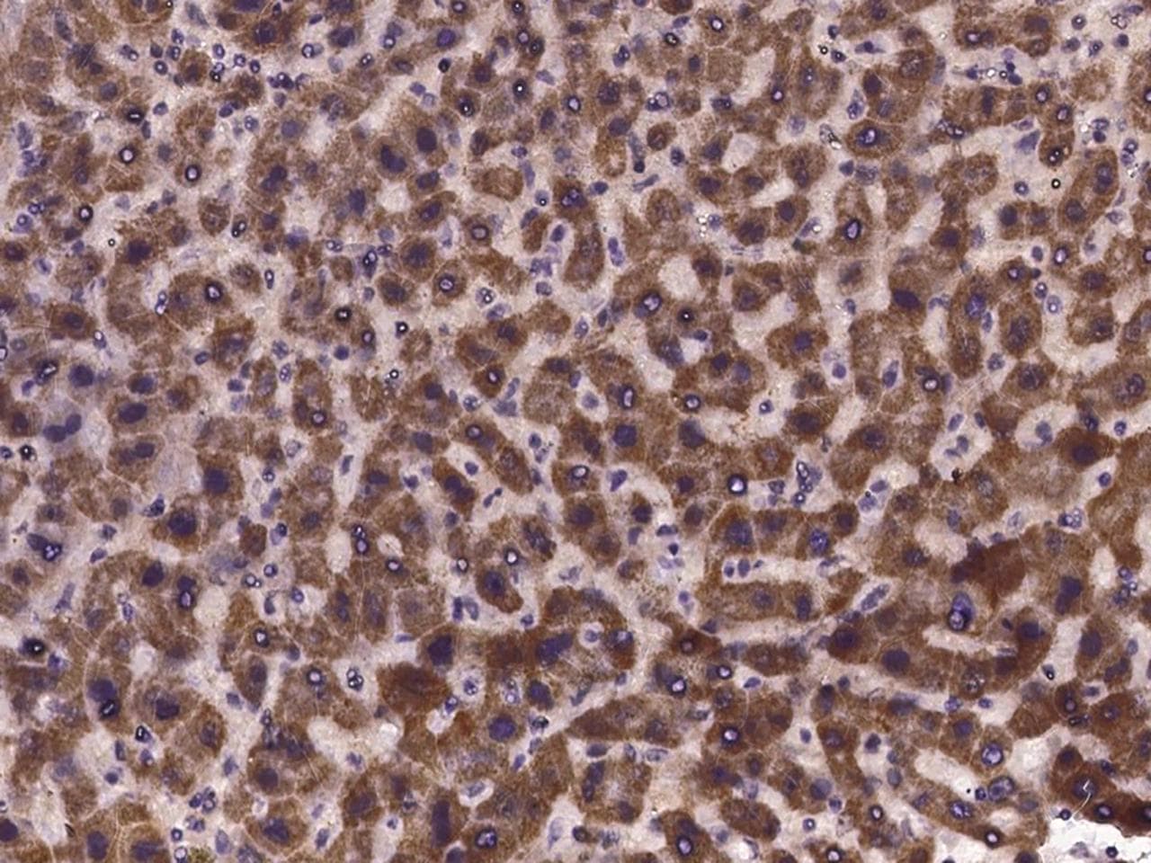 AZIN1 Antibody
