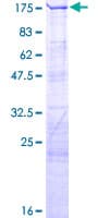 Human LARP1 / La-Related Protein 1 (Recombinant GST)