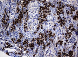 SRPRB Antibody (clone OTI2D7)