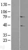 C2orf69 Protein (Over-Expression Lysate Myc-DDK (Flag))