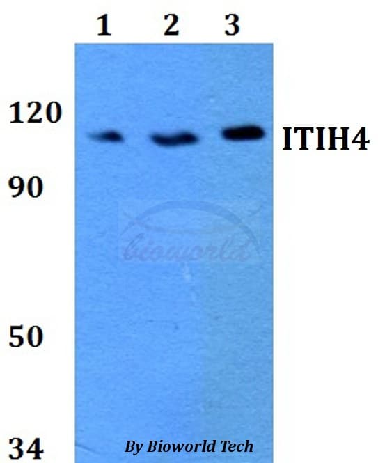 Polyclonal Rabbit anti-Human ITIH4 Antibody (WB)