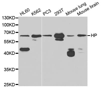 PathPlus™ HP / Haptoglobin Antibody