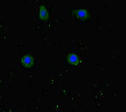 Polyclonal Rabbit anti-Human WDR60 Antibody (IHC, IF)