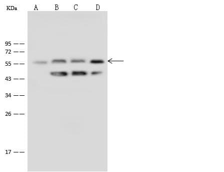 NAB2 Antibody