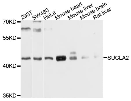 SUCLA2 Antibody