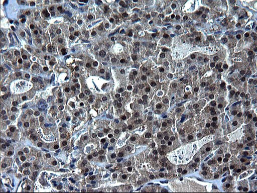 ZFAND3 / TEX27 Antibody (clone OTI1G7)
