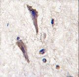 SPRED1 Antibody (aa44-73)