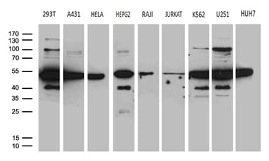 HNRNPH1 / hnRNP H Antibody (clone OTI2D11, Carrier-free)