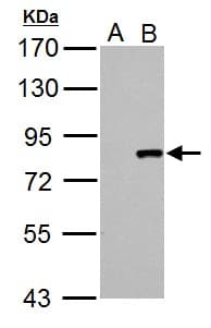 IHC-plus™ CUL3 / Cullin 3 Antibody (Internal)