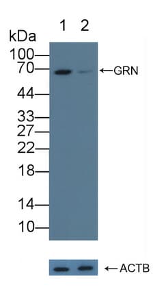 Polyclonal Rabbit anti-Human GRN / Granulin Antibody (aa361-585, WB)