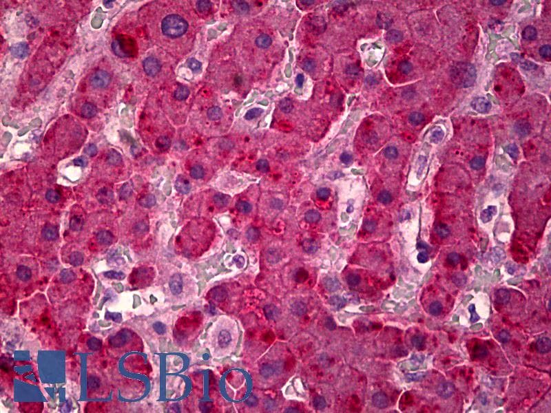 IHC-plus™ Monoclonal Mouse anti-Human Alpha-Fetoprotein Antibody (IHC, WB)