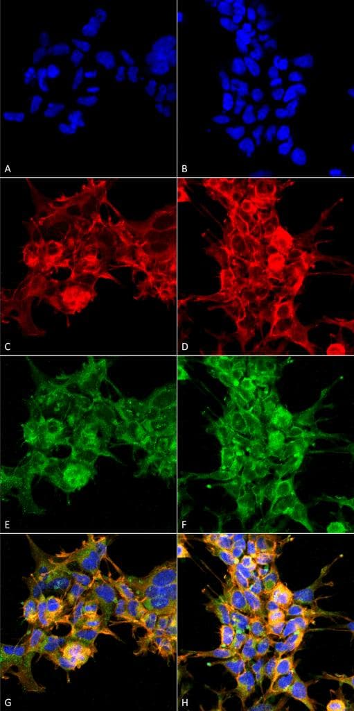 Dibromo-tyrosine Antibody (clone 6G3, APC)
