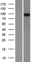 ZW10 Protein (Over-Expression Lysate Myc-DDK (Flag))