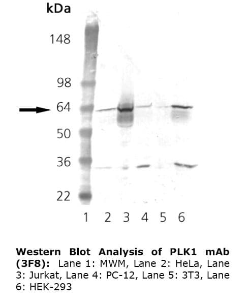 PLK1 / PLK-1 Antibody (Internal, clone 3F8)