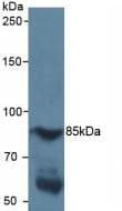 HIF1A / HIF1 Alpha Antibody (aa218-506)