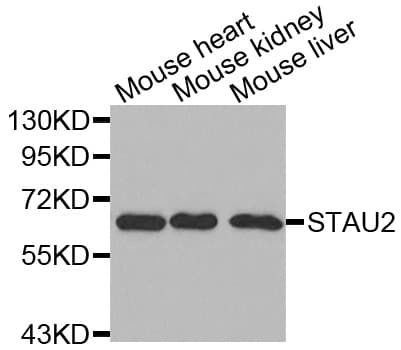 STAU2 Antibody