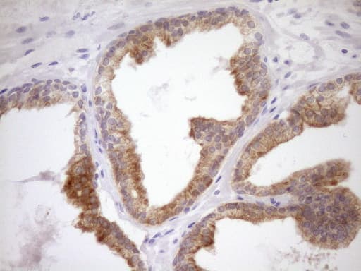 WIBG Antibody (clone OTI1E10, Carrier-free)
