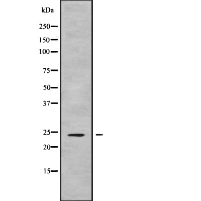 FGF9 Antibody
