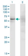 ZNF180 Antibody (clone 4F3)