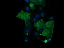 PARVA Antibody (clone OTI3G9)