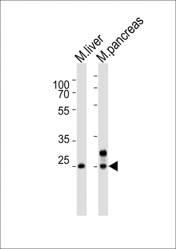 Polyclonal Rabbit anti-Mouse NOTO Antibody (aa200-234, WB)