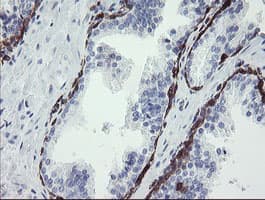 TMEM173 / STING Antibody (clone 4.00E+12, Carrier-free)