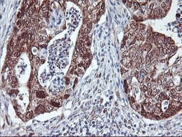 NLN / Neurolysin Antibody (clone OTI1D6)