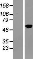 NFIA / Nuclear Factor 1 Protein (Over-Expression Lysate Myc-DDK (Flag))