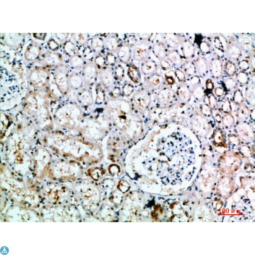 Polyclonal Rabbit anti-Human DLEU7 Antibody (IHC)