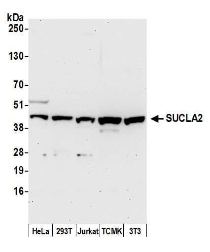 SUCLA2 Antibody (aa413-463)