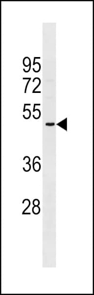 Polyclonal Rabbit anti-Human OR2A5 Antibody (aa246-272, WB)