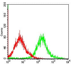 CASP7 / Caspase 7 Antibody (clone 4D10B2)