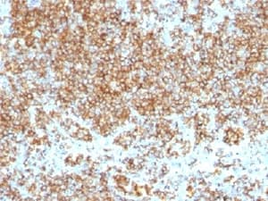 CD45 / LCA Antibody (clone SPM569 + SPM570, Azide-free, BSA-free)