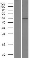 Human ZBTB25 Protein (Over-Expression Lysate Myc-DDK (Flag))