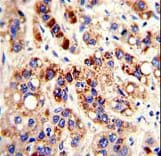 PON3 Antibody (aa10-38)