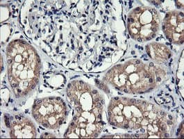 MLANA / Melan-A Antibody (clone OTI3E2, Carrier-free)