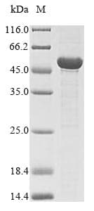 Schizosaccharomyces pombe fap2 Protein (Recombinant 10His, N-terminus + Myc, C-terminus)