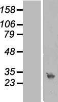 RPA4 Protein (Over-Expression Lysate Myc-DDK (Flag))