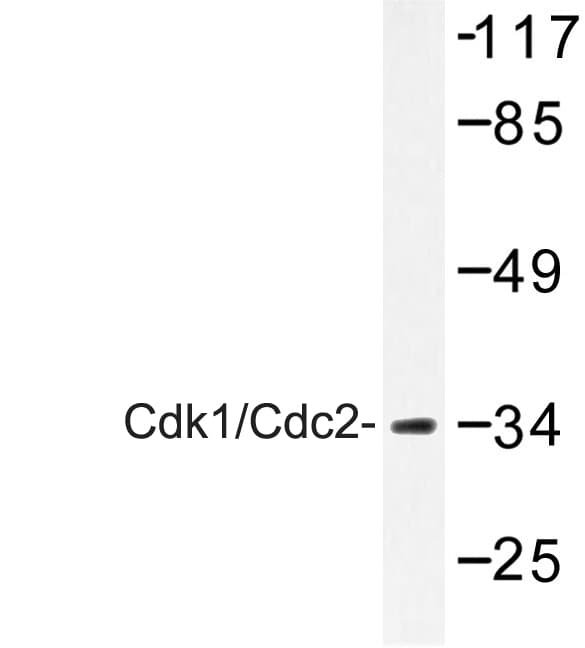CDK1 / CDC2 Antibody (Asn133)