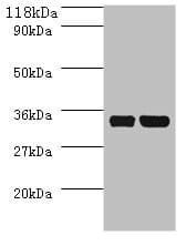 Polyclonal Rabbit anti-E. coli E. coli dcyD Antibody (WB)