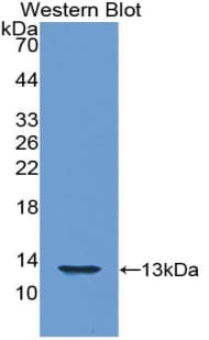 Histone H4 Antibody (aa2-103, Cy3)