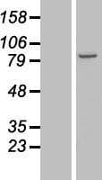 NSD3 / WHSC1L1 Protein (Over-Expression Lysate Myc-DDK (Flag))