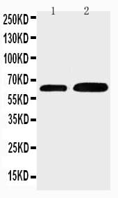 Polyclonal Rabbit anti-Human CDC6 Antibody (aa484-503, WB)