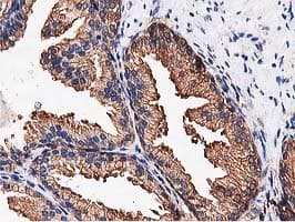 NUDT6 Antibody (clone OTI9D12)