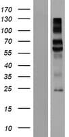 Human KREMEN1 / KREMEN-1 Protein (Over-Expression Lysate Myc-DDK (Flag))