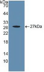 CYR61 Antibody (aa178-381)