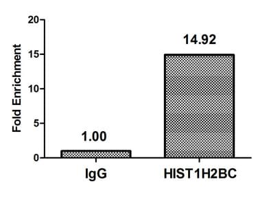 Polyclonal Rabbit anti-Human HIST1H2BN Antibody (WB)
