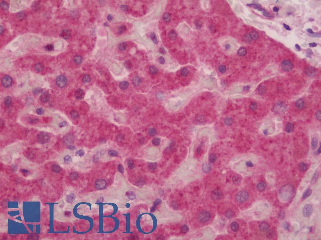IHC-plus™ GCLC Antibody (aa286-315)