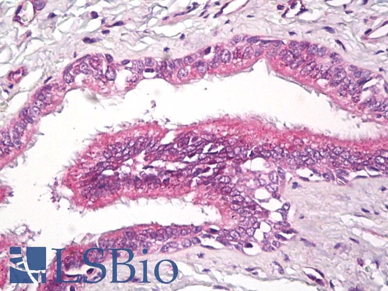 IHC-plus™ RAP2 Antibody (aa140-190)